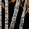 Aspens__1_thumb