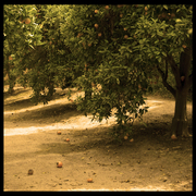 Trees4_re_3_card