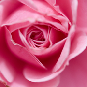 Flower2_card