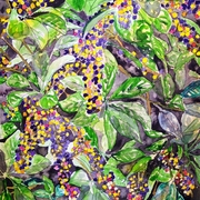 Berries_medium_card