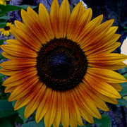 Dsc03301ab_card
