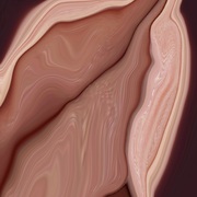 Inner_skins_4_card