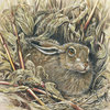 Brown-hare---maize-field-a3_thumb