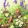 Dormice-primroses-bluebells_thumb