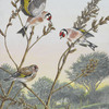 Goldfinches_thumb