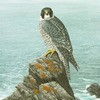 North-coast-peregrine-_thumb
