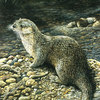Otterat-home_thumb