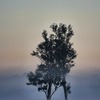 Cold_tree_thumb