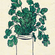 Coriander_card