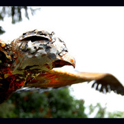 Bird_4-jully_2009_card