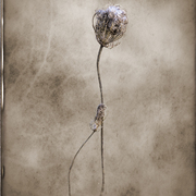 Adoration_of_the_flora_card