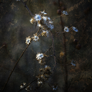 Winter_dried_card