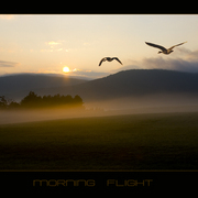 Morning_flight_card