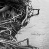 Roots_thumb