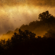 Dawn_flight_card