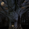Woodlandhome_thumb