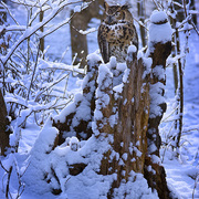 Winter_guest_card