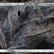 Moldering_leaves_card