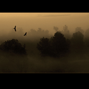 Where_hawks_fly_card