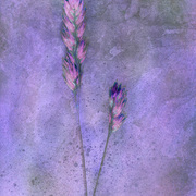 Orchard_grass_card