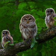 Owl_family_card