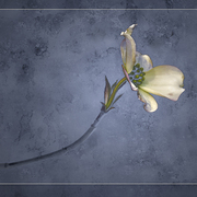 Blue_spring_card