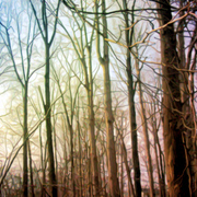 Late_afternoon_web_card