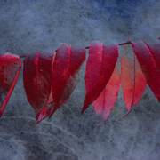 Sumac_card