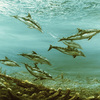 Over_he_wreck__dolphins_reduced_thumb