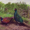 2_july_saints__way_-_pheasants_thumb