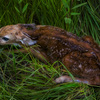 Newborn_thumb