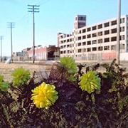 Detroit_018_copy_card