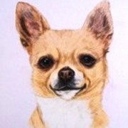 Chico_card