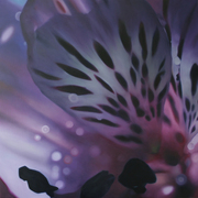 Peruvian_lily4_card