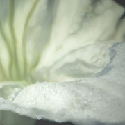 White_lily_card