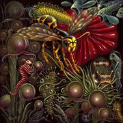 Flora_vs_fauna_1000px_card