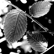 Re3leaf6_card