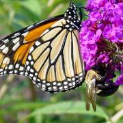 Monarch_bee_082506_enhance_card