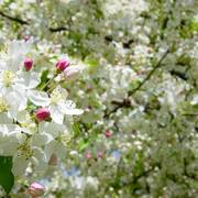 Spring_blossoms_2007_a_card