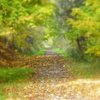 October_path_2007_sharp_focus_glow_cropenhance_thumb