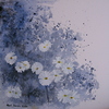 Daisy_e_thumb
