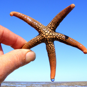 Sea_drop_starfish_card