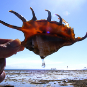 Sea_drop_shell_card