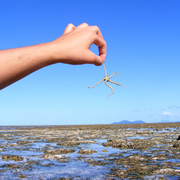 Starfish_1_card