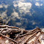 Roots_reflection_river_2_card