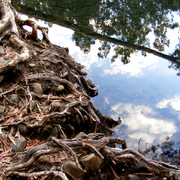 Roots_reflection_river_1_card