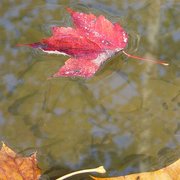 Red_maple_creek_a_sharp_card