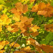 Golden_maples_october_2007_b_sharp_card