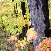 Rainy_day_maples_f_102505_card