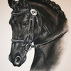Show_horse_thumb